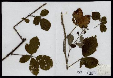 spécimen de Rubus rudis