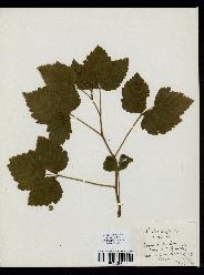 spécimen de Rubus saxatilis