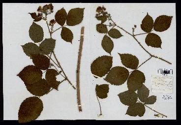 spécimen de Rubus sylvaticus