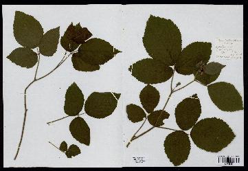 spécimen de Rubus tereticaulis