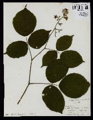 spécimen de Rubus tereticaulis