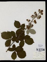 spécimen de Rubus ulmifolius