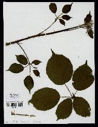 spécimen de Rubus vestitus