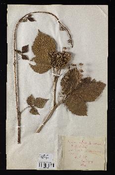 spécimen de Rubus caesius x glandulosus