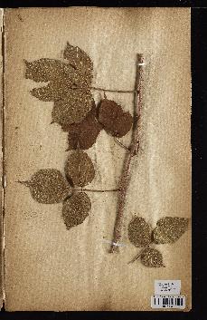 spécimen de Rubus tereticaulis