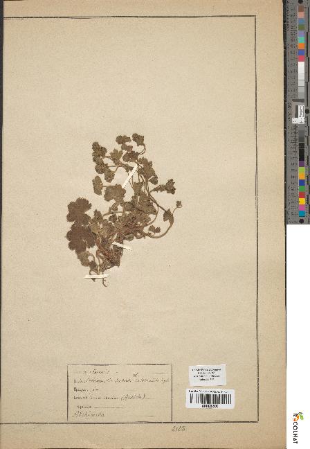 spécimen de Alchemilla hybrida