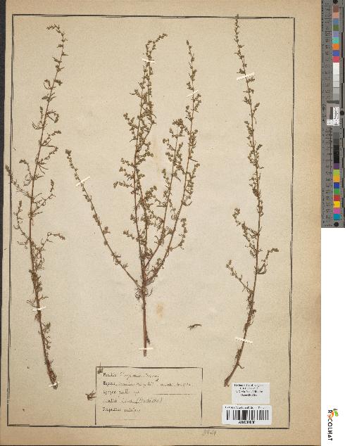 spécimen de Artemisia campestris