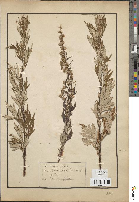 spécimen de Artemisia vulgaris