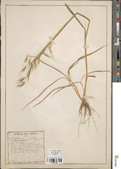 spécimen de Avena sativa