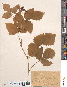 spécimen de Rubus idaeus