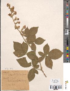 spécimen de Rubus ulmifolius