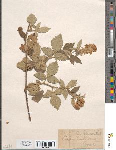 spécimen de Rubus tomentosus