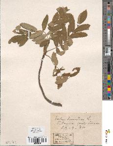 spécimen de Sorbus domestica