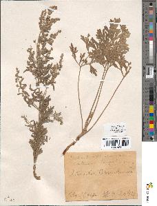 spécimen de Artemisia absinthium