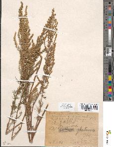 spécimen de Artemisia glutinosa