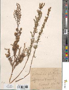 spécimen de Artemisia glutinosa