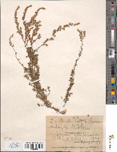 spécimen de Artemisia glutinosa