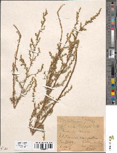 spécimen de Artemisia glutinosa