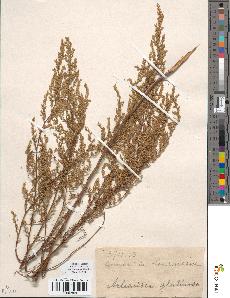 spécimen de Artemisia glutinosa