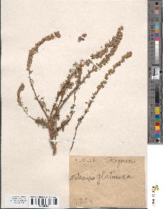 spécimen de Artemisia glutinosa