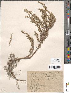 spécimen de Artemisia gallica