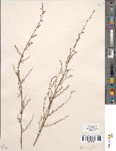 spécimen de Artemisia gallica