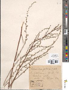 spécimen de Artemisia gallica