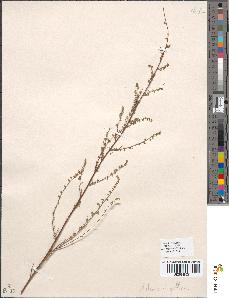 spécimen de Artemisia gallica