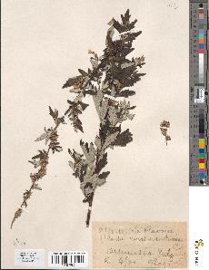 spécimen de Artemisia vulgaris