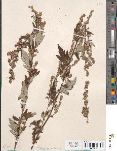 spécimen de Artemisia vulgaris