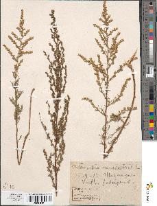 spécimen de Artemisia campestris