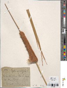spécimen de Typha angustifolia