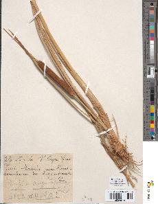 spécimen de Typha angustifolia