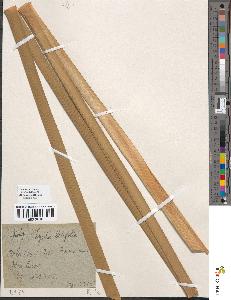 spécimen de Typha latifolia