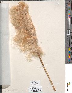 spécimen de Typha latifolia