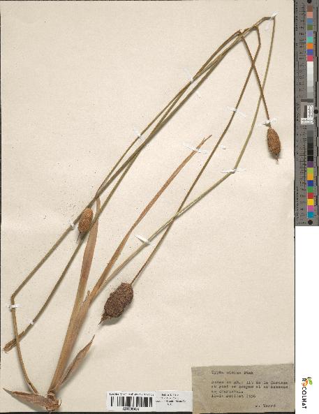 spécimen de Typha minima