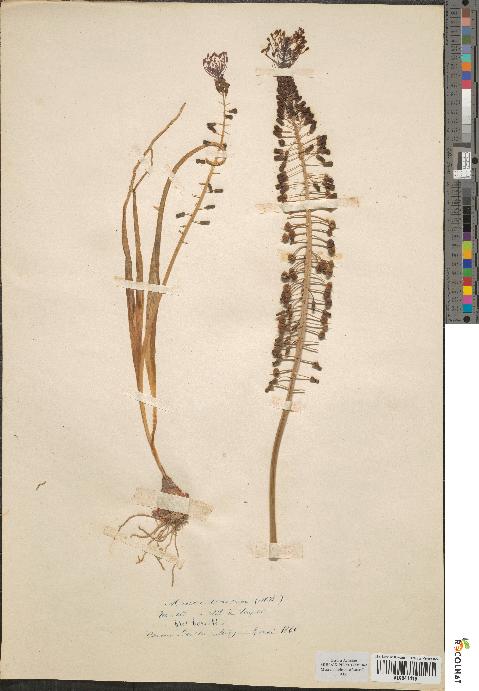 spécimen de Muscari comosum