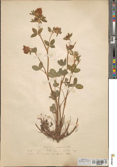 spécimen de Trifolium pratense