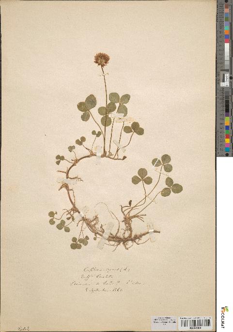 spécimen de Trifolium repens