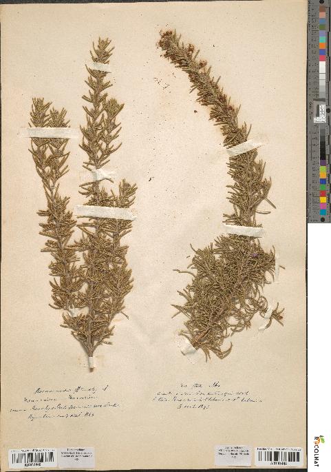 spécimen de Rosmarinus officinalis