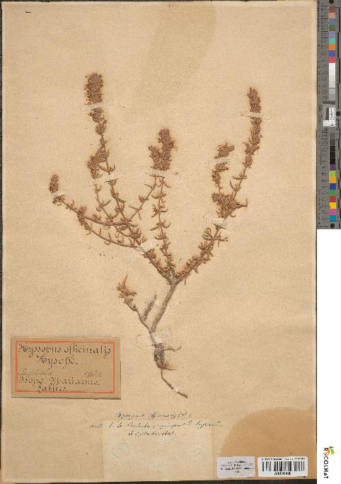 spécimen de Hyssopus officinalis