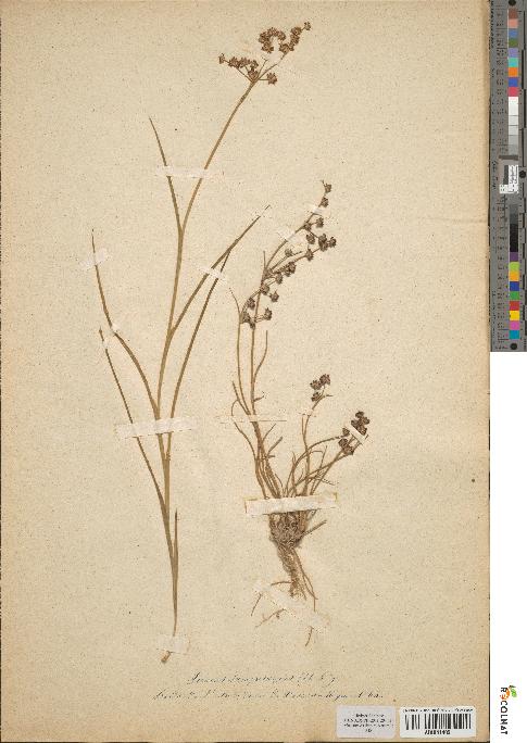 spécimen de Juncus lampocarpus