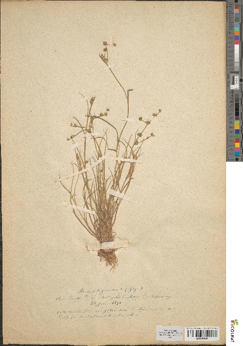 spécimen de Juncus lagenarius