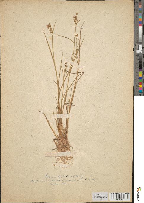 spécimen de Juncus sylvaticus