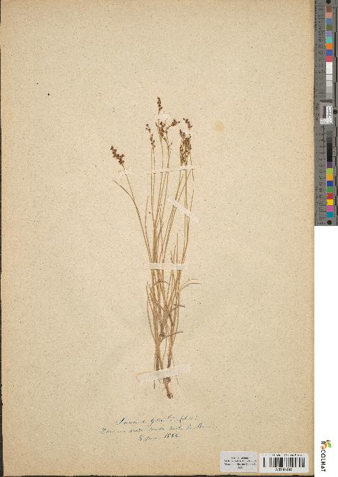 spécimen de Juncus gerardii