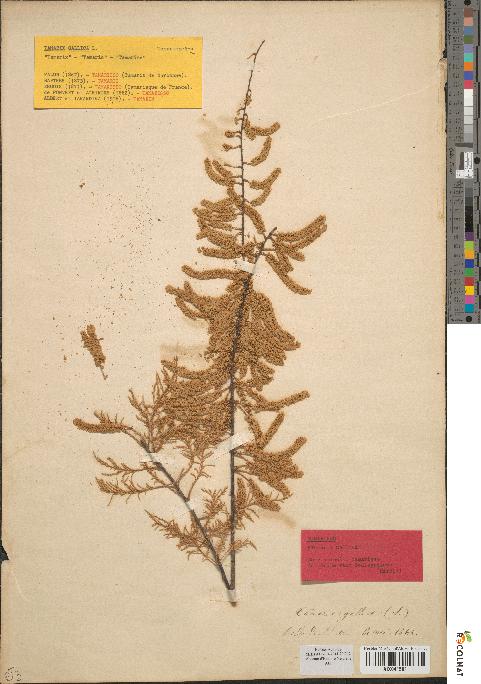 spécimen de Tamarix gallica