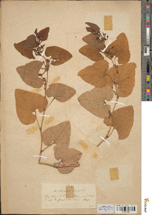 spécimen de Aristolochia clematitis