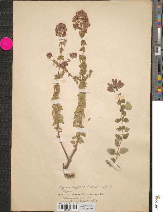 spécimen de Origanum vulgare