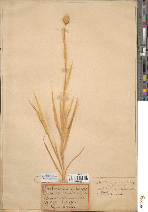 spécimen de Phalaris canariensis