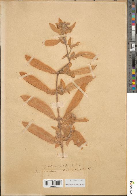 spécimen de Epilobium hirsutum